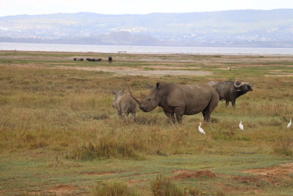rhinoceros
